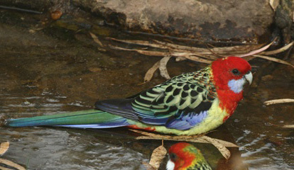 Adelaide rosella